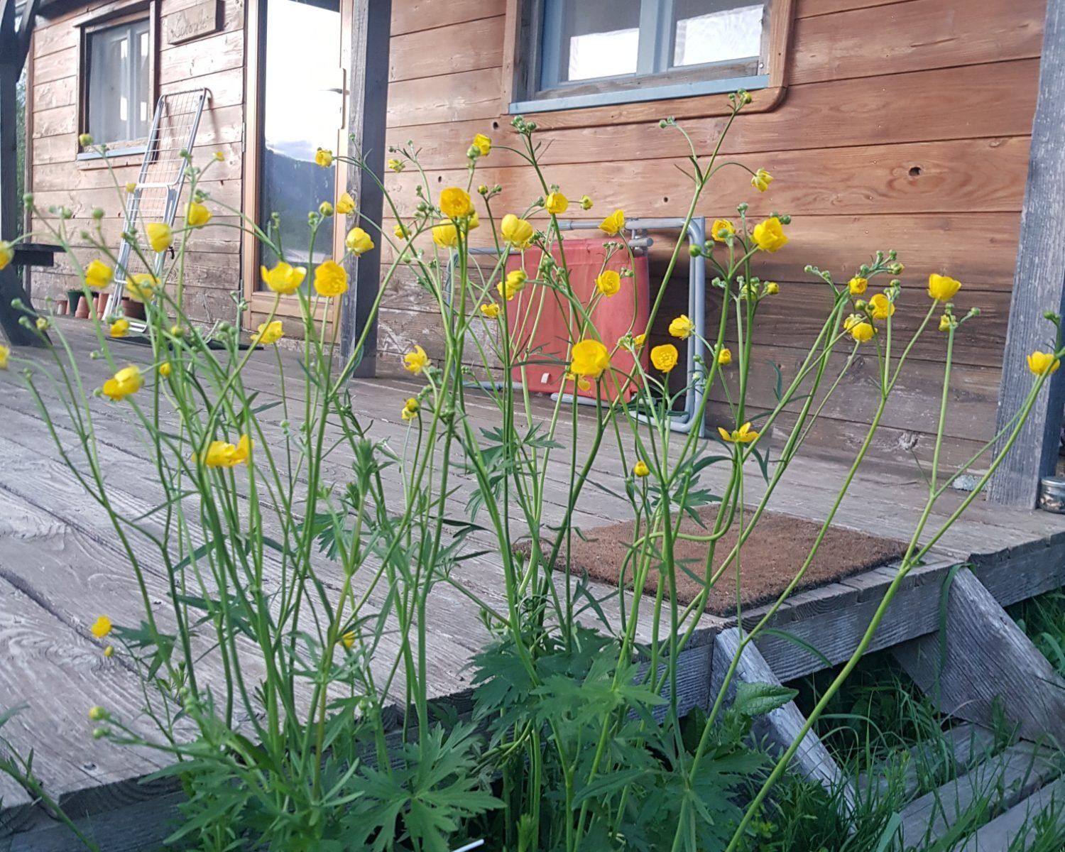 Roulotte en bois dans un ecolieu