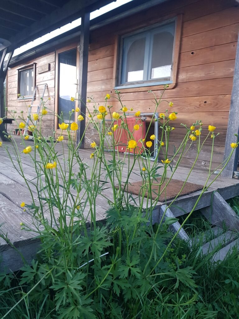 Roulotte en bois dans un ecolieu