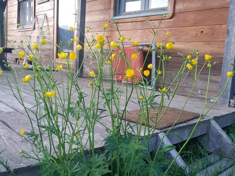 Roulotte en bois dans un ecolieu